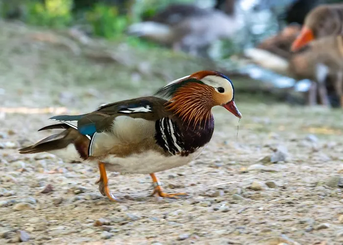 Apartment Golden Eye Seaside Park