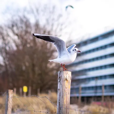 Golden Eye Seaside Park