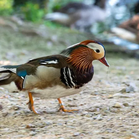 Apartment Golden Eye Seaside Park