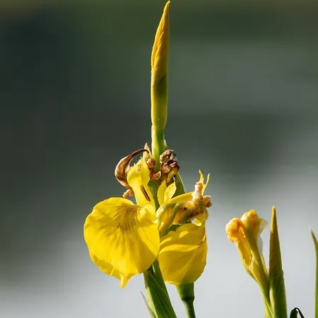 Apartamento Golden Eye Seaside Park