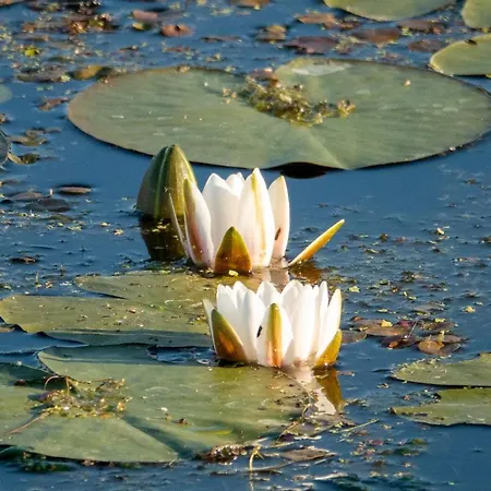 Golden Eye Seaside Park Apartamento Kołobrzeg
