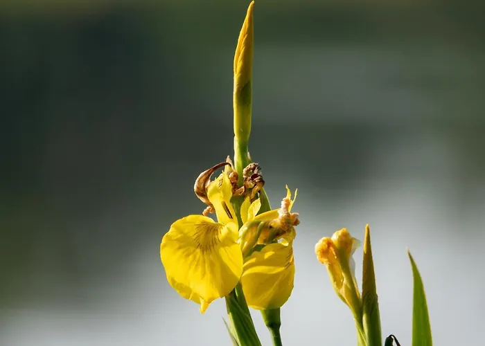 Apartmán Golden Eye Seaside Park