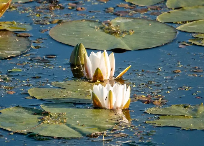 Golden Eye Seaside Park Apartmán Kolobřeh